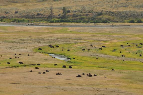 Manada de bisões no Yellowstone National Park, no Wyoming, nos Estados Unidos